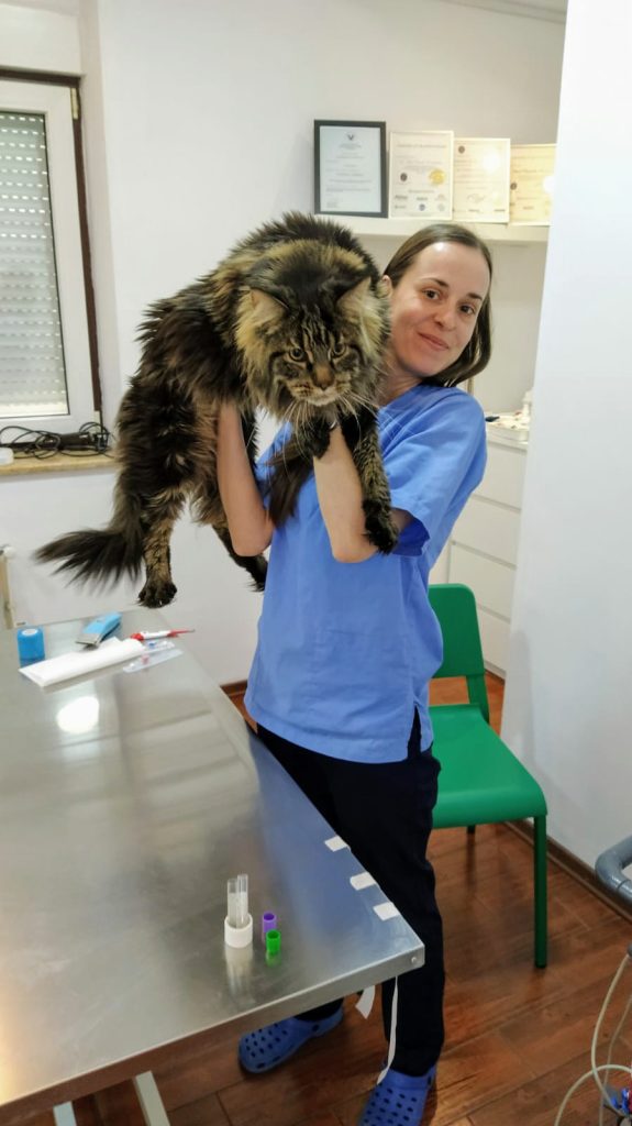 Cardiologie Veterinara Consult Cardiologic Veterinar in Bucuresti